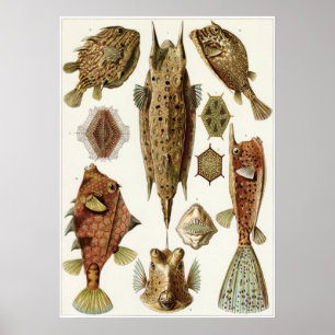 Ernst Haeckel-Kunst-Druck: Ostraciontes Poster