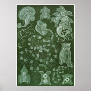 Ernst Haeckel-Kunst-Druck: Siphonophorae Poster
