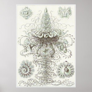 Ernst Haeckel-Kunst-Druck: Siphonophorae Poster
