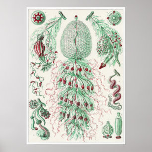 Ernst Haeckel-Kunst-Druck: Siphonophorae Poster