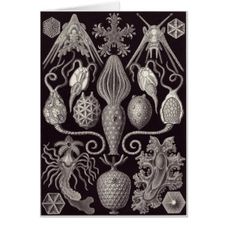 Ernst Haeckel-Kunst-Karte: Amphoridea