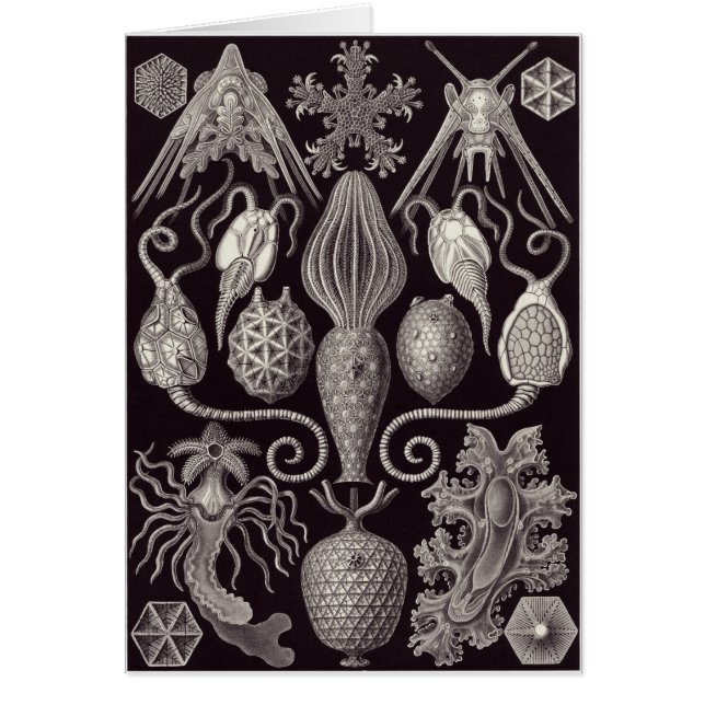 Ernst Haeckel-Kunst-Karte: Amphoridea (Vorne)