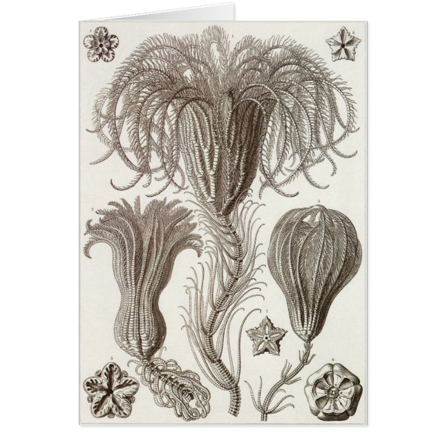 Ernst Haeckel-Kunst-Karte: Crinoidea (Vorne)