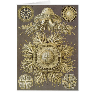 Ernst Haeckel-Kunst-Karte: Discomedusae