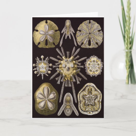 Ernst Haeckel-Kunst-Karte: Echinidea Karte (Vorderseite)