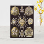 Ernst Haeckel-Kunst-Karte: Echinidea Karte (Gelbe Blume)
