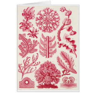 Ernst Haeckel-Kunst-Karte: Florideae