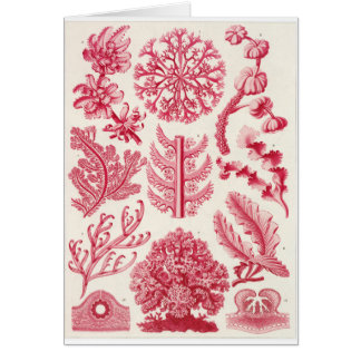 Ernst Haeckel-Kunst-Karte: Florideae
