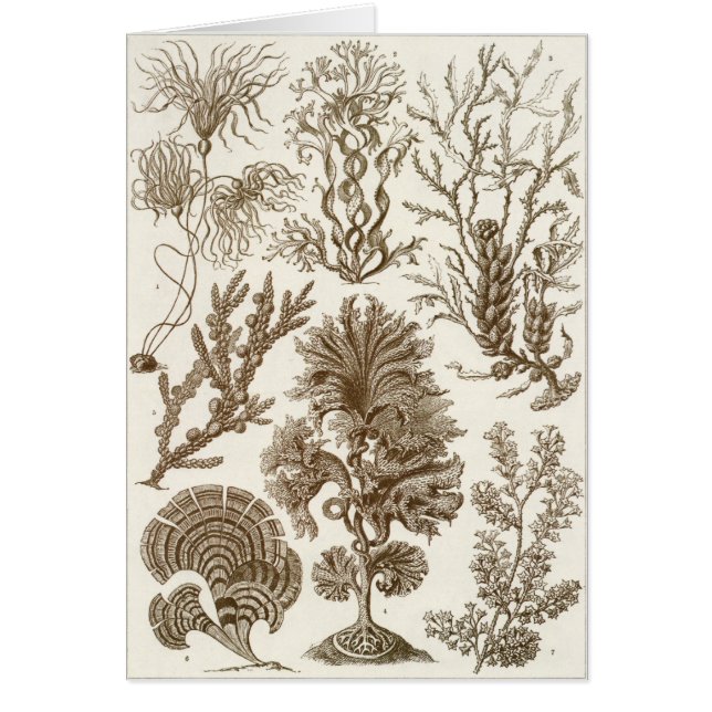 Ernst Haeckel-Kunst-Karte: Fucoideae (Vorne)
