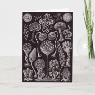 Ernst Haeckel-Kunst-Karte: Mycetozoa Karte