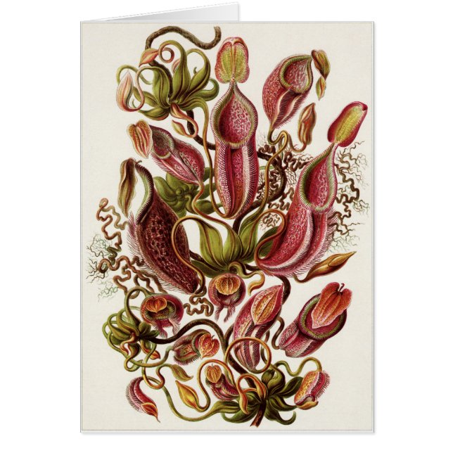 Ernst Haeckel-Kunst-Karte: Nepenthaceae (Vorne)
