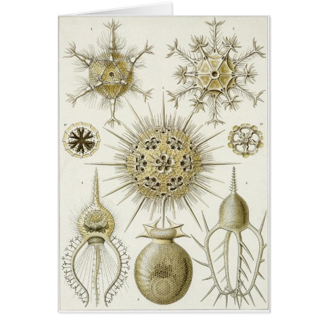 Ernst Haeckel-Kunst-Karte: Phaeodaria (Phaeodarea) (Vorne)