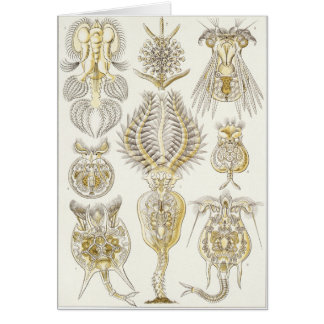 Ernst Haeckel-Kunst-Karte: Rotatoria