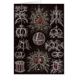 Ernst Haeckel-Kunst-Karte: Stephoidea