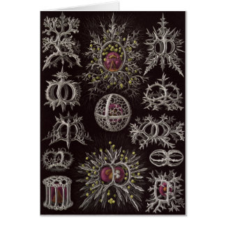 Ernst Haeckel-Kunst-Karte: Stephoidea