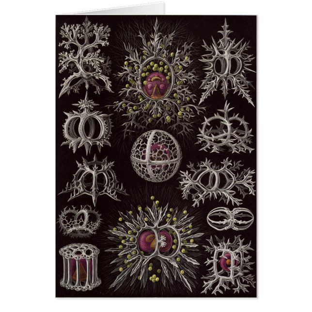Ernst Haeckel-Kunst-Karte: Stephoidea (Vorne)