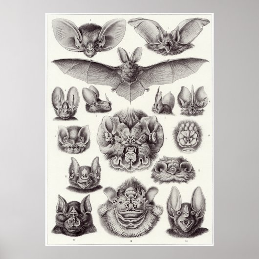 Ernst Haeckel Kunstdruckerei: Chiroptera Poster (Vorne)