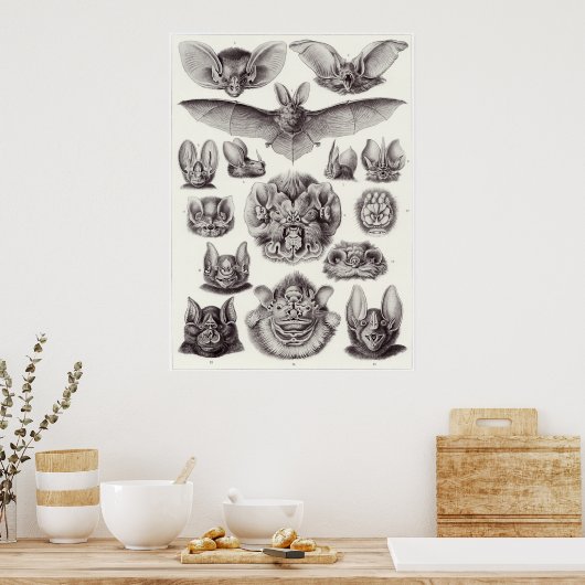 Ernst Haeckel Kunstdruckerei: Chiroptera Poster (Küche)