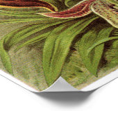 Ernst Haeckel Kunstdruckerei: Orchidae Poster (Ecke)