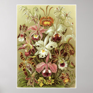 Ernst Haeckel Kunstdruckerei: Orchidae Poster