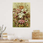 Ernst Haeckel Kunstdruckerei: Orchidae Poster (Küche)