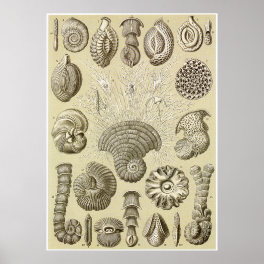 Ernst Haeckel Kunstdruckerei: Thalamophora Poster (Vorne)