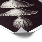 Ernst Haeckel Kunstdruckerei: Thalamophora Poster (Ecke)