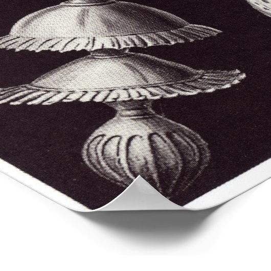 Ernst Haeckel Kunstdruckerei: Thalamophora Poster (Ecke)