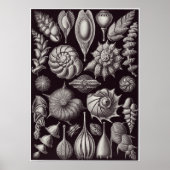 Ernst Haeckel Kunstdruckerei: Thalamophora Poster (Vorne)