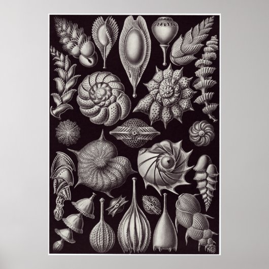 Ernst Haeckel Kunstdruckerei: Thalamophora Poster (Vorne)