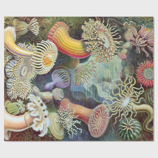 Ernst Haeckel Kunstformen der Natur Actiniae Geschenkpapier (Flach)