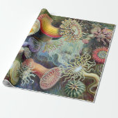 Ernst Haeckel Kunstformen der Natur Actiniae Geschenkpapier (Ungerollt)