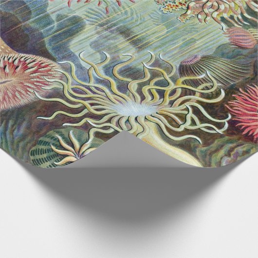 Ernst Haeckel Kunstformen der Natur Actiniae Geschenkpapier (Ecke)