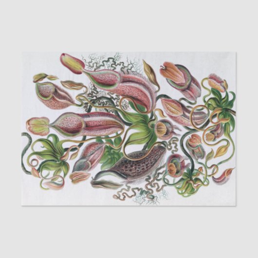 Ernst Haeckel Kunstformen der Natur Nepenthaceae P Seidenpapier (Vorderseite)