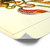 Ernst Haeckel Kunstformen der Natur Nepenthaceae Poster (Ecke)