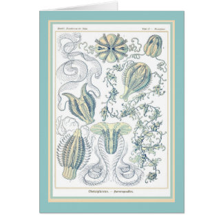 Ernst Haeckel - Kuntsformen der Natur - Tafel 27