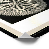 Ernst Haeckel - Kuntsformen der Natur - Tafel 9 Poster (Ecke)