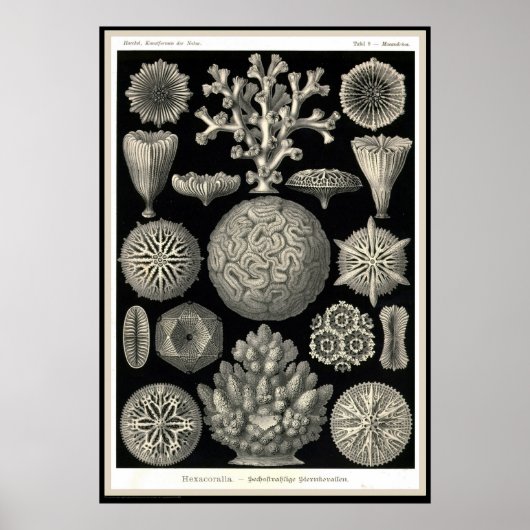 Ernst Haeckel - Kuntsformen der Natur - Tafel 9 Poster (Vorne)