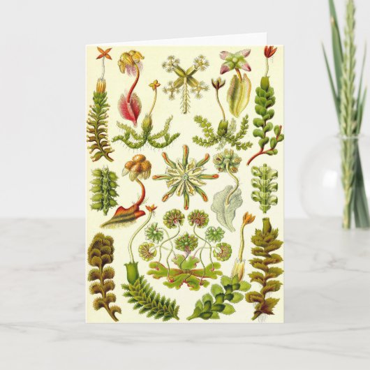 Ernst Haeckel - Leberblümchen Karte (Vorderseite)