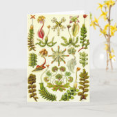 Ernst Haeckel - Leberblümchen Karte (Gelbe Blume)