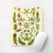 Ernst Haeckel - Leberblümchen Mousepad (Mit Mouse)