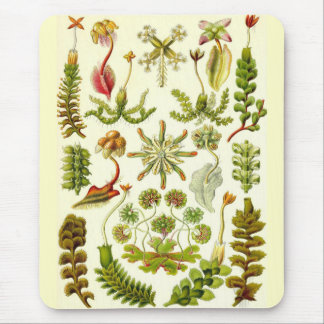 Ernst Haeckel - Leberblümchen Mousepad