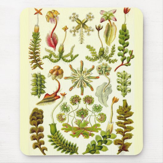 Ernst Haeckel - Leberblümchen Mousepad (Vorne)