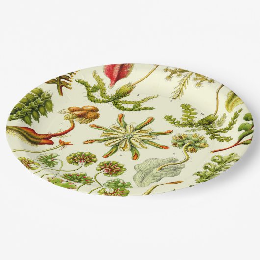 Ernst Haeckel-Leberblümchen Pappteller (Schrägansicht)