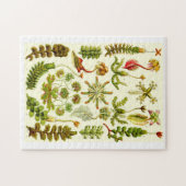 Ernst Haeckel-Leberblümchen Puzzle (Horizontal)