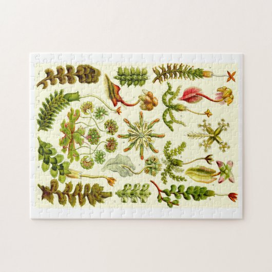 Ernst Haeckel-Leberblümchen Puzzle (Horizontal)