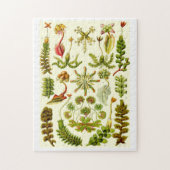 Ernst Haeckel-Leberblümchen Puzzle (Vertikal)