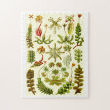 Ernst Haeckel-Leberblümchen