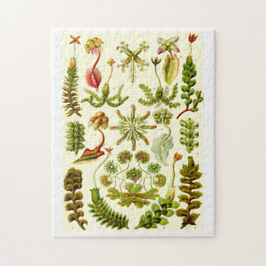 Ernst Haeckel-Leberblümchen Puzzle (Vertikal)