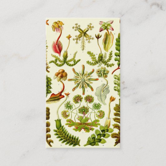 Ernst Haeckel-Leberblümchen Visitenkarte (Vorderseite)